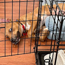 Thumbnail photo of Linus #4