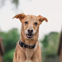 Thumbnail photo of Lucky Jack #2