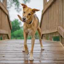 Thumbnail photo of Lucky Jack #4