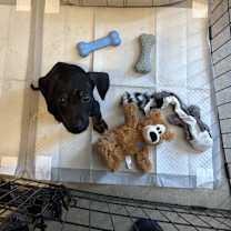 Thumbnail photo of Piper #1