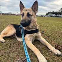 Thumbnail photo of Shelby #2