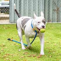 Thumbnail photo of QUEENIE #2