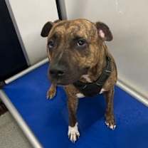 Thumbnail photo of Niya #3