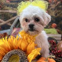 Thumbnail photo of Yolanda #2