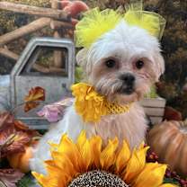 Thumbnail photo of Yolanda #3