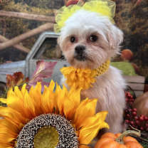 Thumbnail photo of Yolanda #4