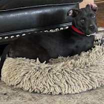 Thumbnail photo of Oliver #1