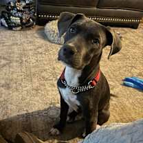 Thumbnail photo of Oliver #2