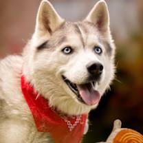 Thumbnail photo of Randall #1