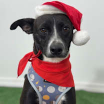 Thumbnail photo of Tic Tac #1