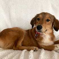 Thumbnail photo of Lassie #3