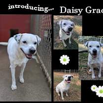 Thumbnail photo of Daisy Grace #2