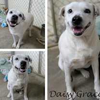 Thumbnail photo of Daisy Grace #3