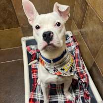 Thumbnail photo of Mr. Wiggles #4