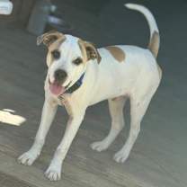 Thumbnail photo of Bingo AS #2