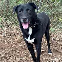 Thumbnail photo of Honk #1