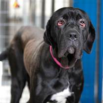 Thumbnail photo of Beverly (JN25-268) #1