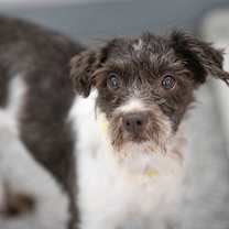 Thumbnail photo of Echo (JN25-472) #2