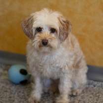 Thumbnail photo of Chardonnay (JN25-455) #1