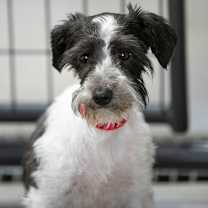 Thumbnail photo of Mama Ritz (JN25-475) #4