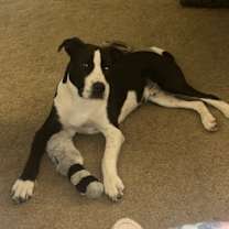 Thumbnail photo of Marshal #1