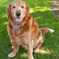 Thumbnail photo of Jersey #1