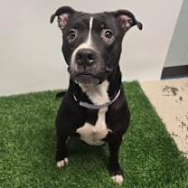 Thumbnail photo of Phat Llama #3