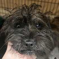 Thumbnail photo of NOIR #2