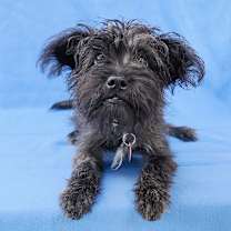 Thumbnail photo of NOIR #3