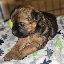 Thumbnail photo of Chunk #2