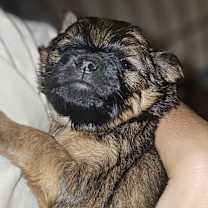 Thumbnail photo of Chunk #3