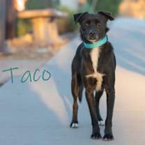 Thumbnail photo of Taco #1