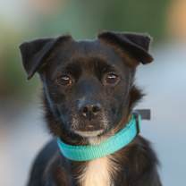 Thumbnail photo of Taco #2