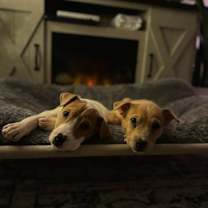 Thumbnail photo of Noodle #4