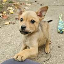 Thumbnail photo of Tala #1