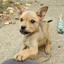 Thumbnail photo of Tala #3