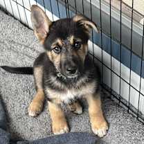 Thumbnail photo of Lindor #1