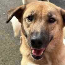 Thumbnail photo of SAGE #2