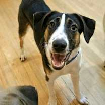 Thumbnail photo of Stanley(REDUCED FEE!) #1