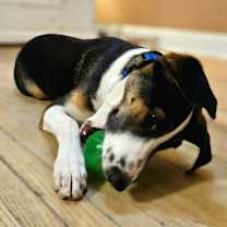 Thumbnail photo of Stanley(REDUCED FEE!) #4