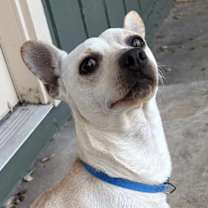 Thumbnail photo of Picasso #1