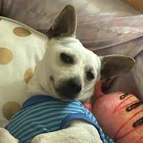 Thumbnail photo of Picasso #2