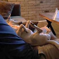 Thumbnail photo of Picasso #4