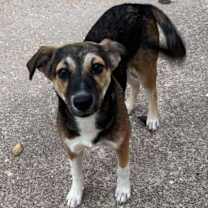 Thumbnail photo of Angel #1