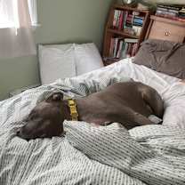 Thumbnail photo of Blue Shell #2