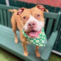 Thumbnail photo of A Dozen Roses #1