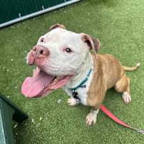 Thumbnail photo of Champ #4