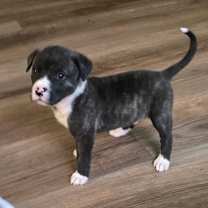 Thumbnail photo of Cinna - HG #2