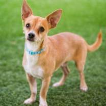 Thumbnail photo of Ralphie #1