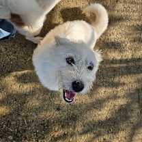 Thumbnail photo of Saehae #3